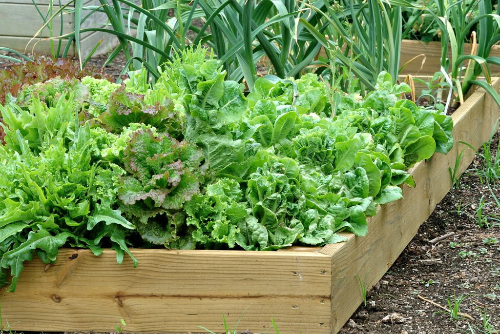 vegetable garden