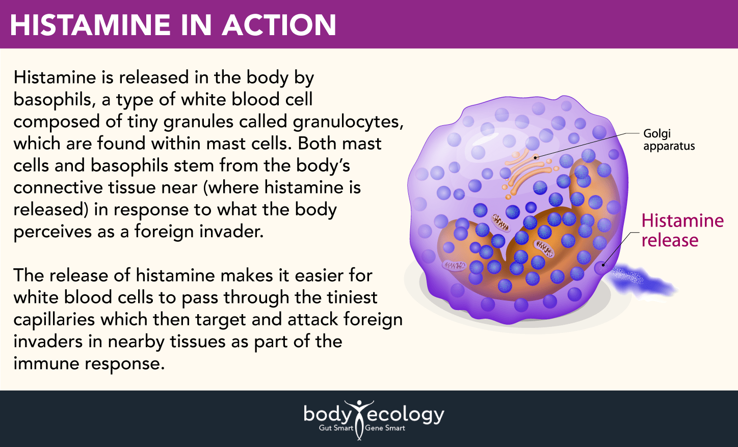 histamine in action